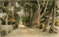 Picture of Pier Road Seaview c1900